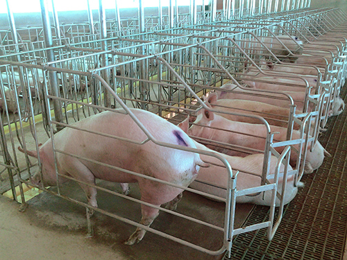 Modern Pig Maintenance System