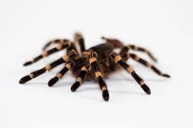 Guidelines on Pet Insects and Tarantulas For Newbies