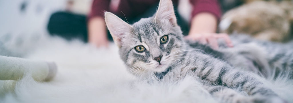 Home Care For Cats and Dogs - Keeping the Cost Down as well as the Health Up