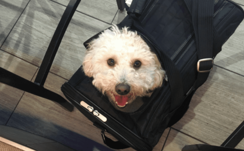 Methods to Buying an Excellent Airline Dog Cage
