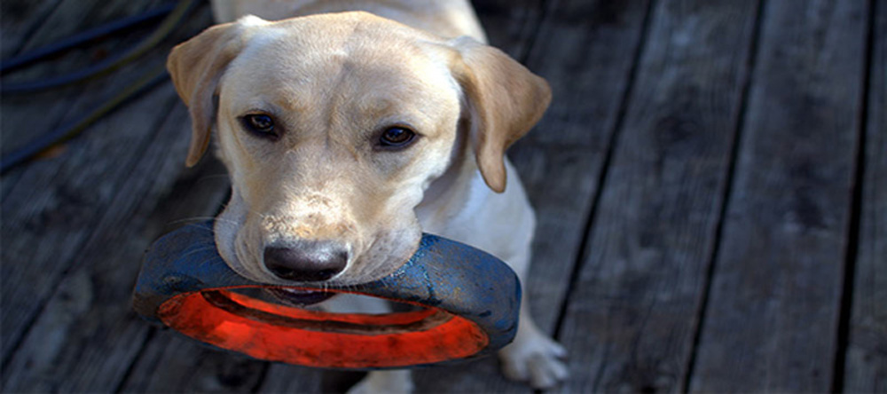 Best Indestructible Toys for your Dogs