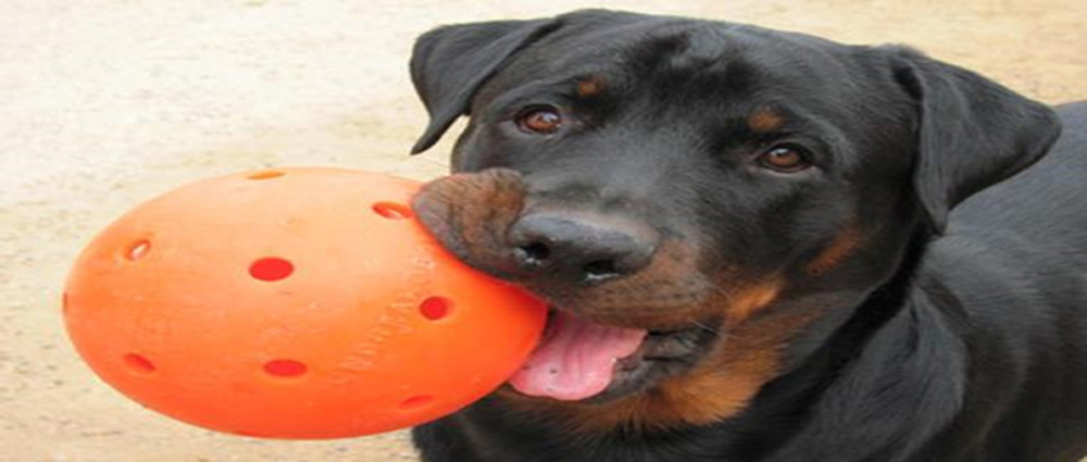 Best Indestructible Toys for your Dogs