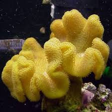 All You Need To Know About Keeping Coral In Your Aquarium