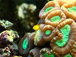 All You Need To Know About Keeping Coral In Your Aquarium