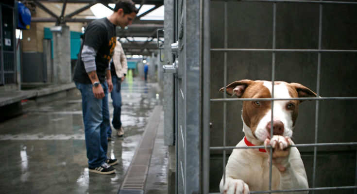 Love Notes To Shelter Pets