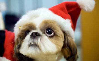 Responsible Pet Possession Weblog