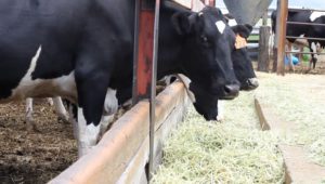 Choosing a Qualified Livestock Feeding Agent