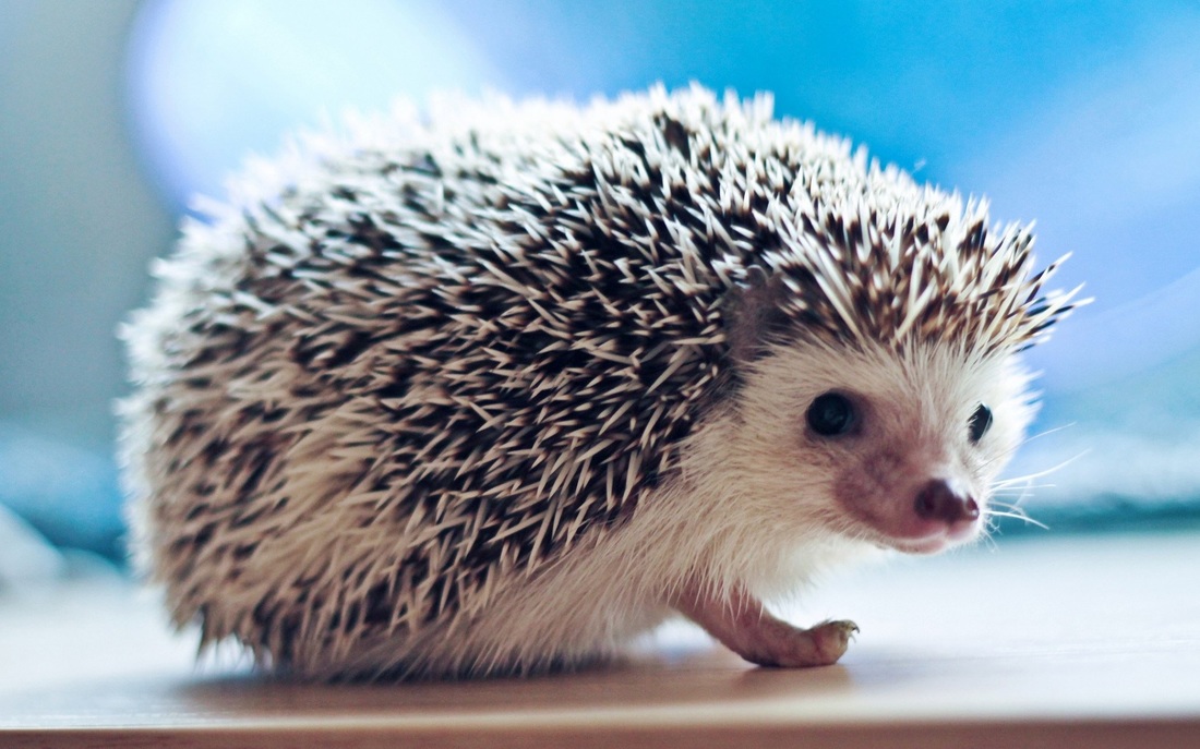 Picking the Perfect Hedgehog