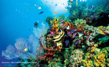 The Most Beautiful Coral Reefs in the World