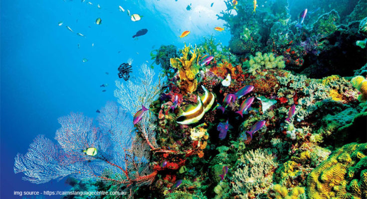 The Most Beautiful Coral Reefs in the World