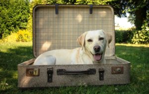Taking Pets From the UK to France A Guide to Customs Requirements
