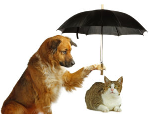 What Is Pet Insurance And Why You Should Invest In One?