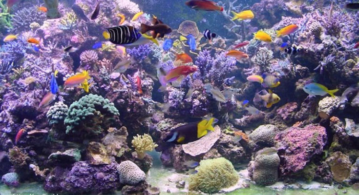 All You Need To Know About Keeping Coral In Your Aquarium