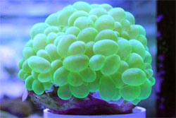 All You Need To Know About Keeping Coral In Your Aquarium