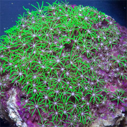 All You Need To Know About Keeping Coral In Your Aquarium
