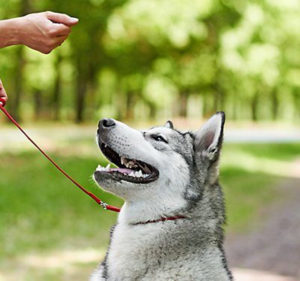 Using Pet Accessories to Train Your Dog