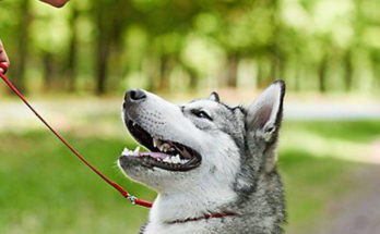 Using Pet Accessories to Train Your Dog