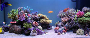 Our Coral Online Shop will Make Your Tank Shine