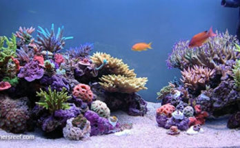 Our Coral Online Shop will Make Your Tank Shine