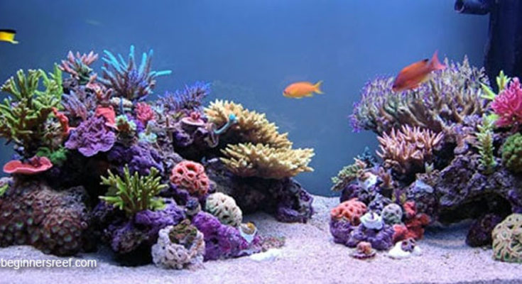 Our Coral Online Shop will Make Your Tank Shine