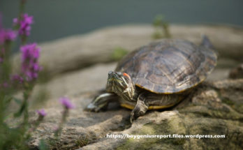Turtle Information - How to Deal with Your Pet Turtle