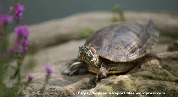 Turtle Information - How to Deal with Your Pet Turtle