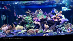 What You Need To Know About Having Coral In An Aquarium