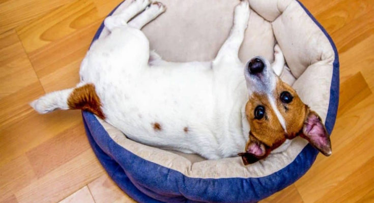 Does Your Pooch Have a Designer Bed?