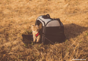 Common Styles of Pet Carriers