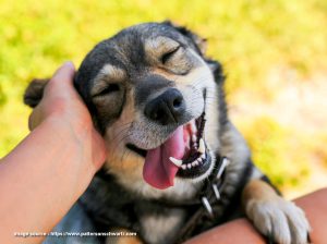 How to Take Good Care of Pets