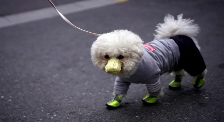 How to Clean Your Pet Carrier