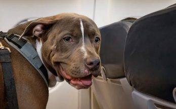 Pet Air Travel - The Most Current Guidelines You May Not Know