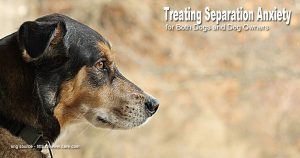 Tips on Treating Separation Anxiety for Both Dogs and Dog Owners