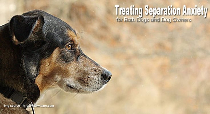 Tips on Treating Separation Anxiety for Both Dogs and Dog Owners