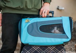 Soft-Sided Pet Carrier - Luxurious Pet Travel