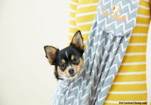 Some Essential Facts Regarding Pet Carriers