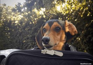 Things You Should Know About Flying With Your Pet