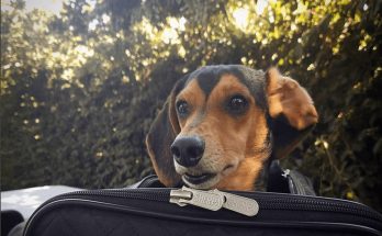 Things You Should Know About Flying With Your Pet