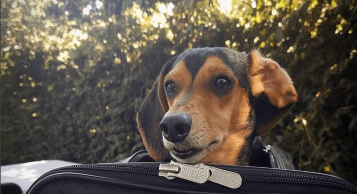 Things You Should Know About Flying With Your Pet