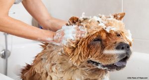 All About Dogs: Dog Grooming