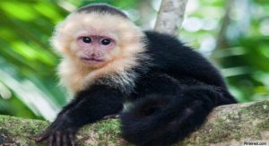 Capuchin Monkeys As Pets