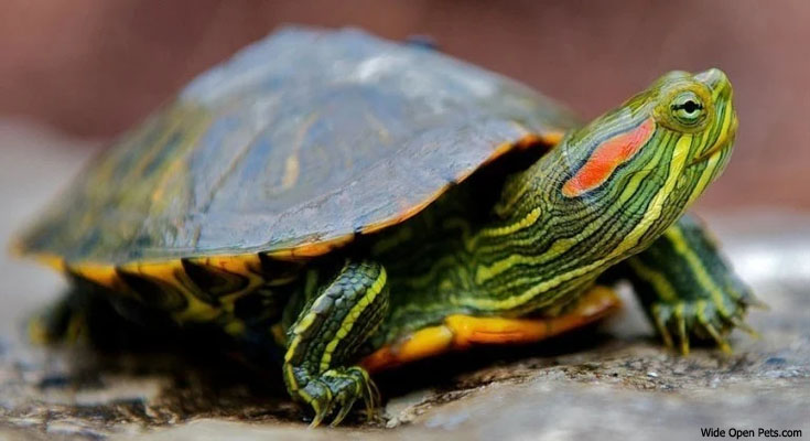 Caring For Turtles Out Of Doors