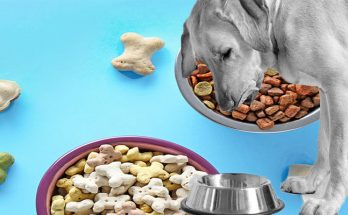 More People Are Shopping for Dog Food Online Than Ever Before