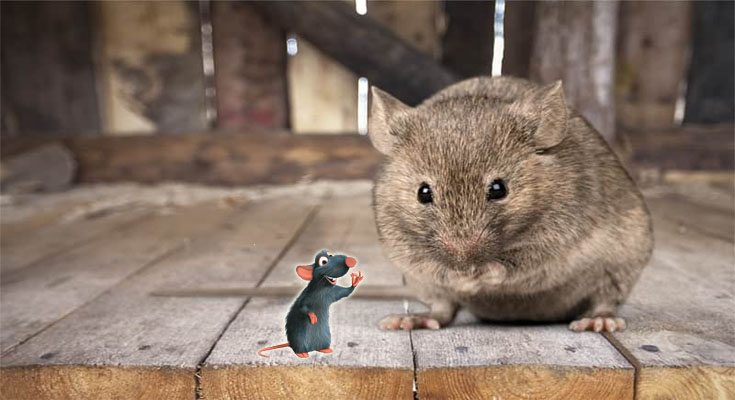 Rat Exterminators Doing Wonders in Your Space
