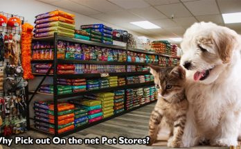 Why Pick out On the net Pet Stores?