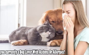 Are you currently a Dog Lover With Asthma Or Allergies?