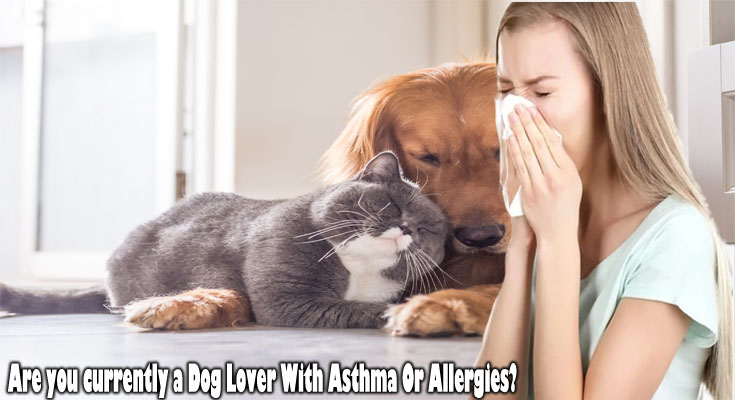 Are you currently a Dog Lover With Asthma Or Allergies?