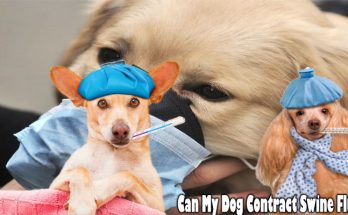 Can My Dog Contract Swine Flu?