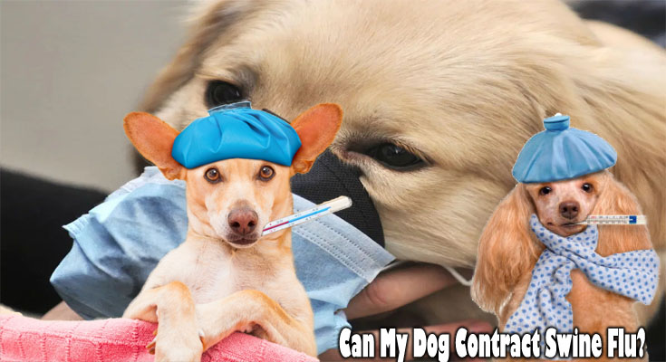 Can My Dog Contract Swine Flu?