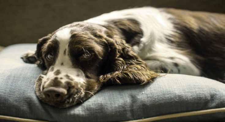 How to Choose Personalized Dog Beds?